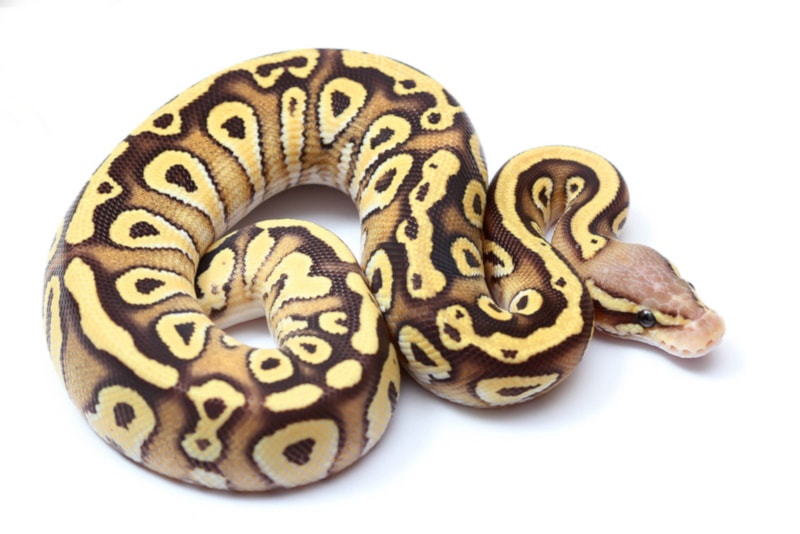 Butter ball python on white background