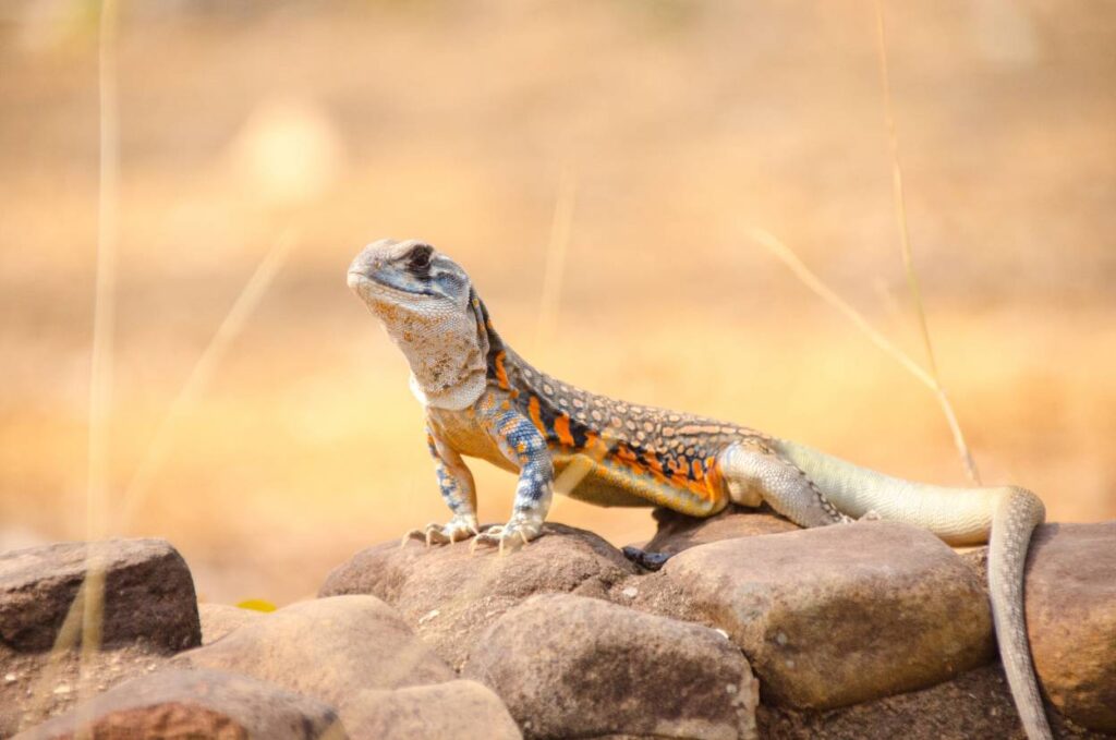 Butterfly Agama above the rock_Konjaunt, Shutterstock