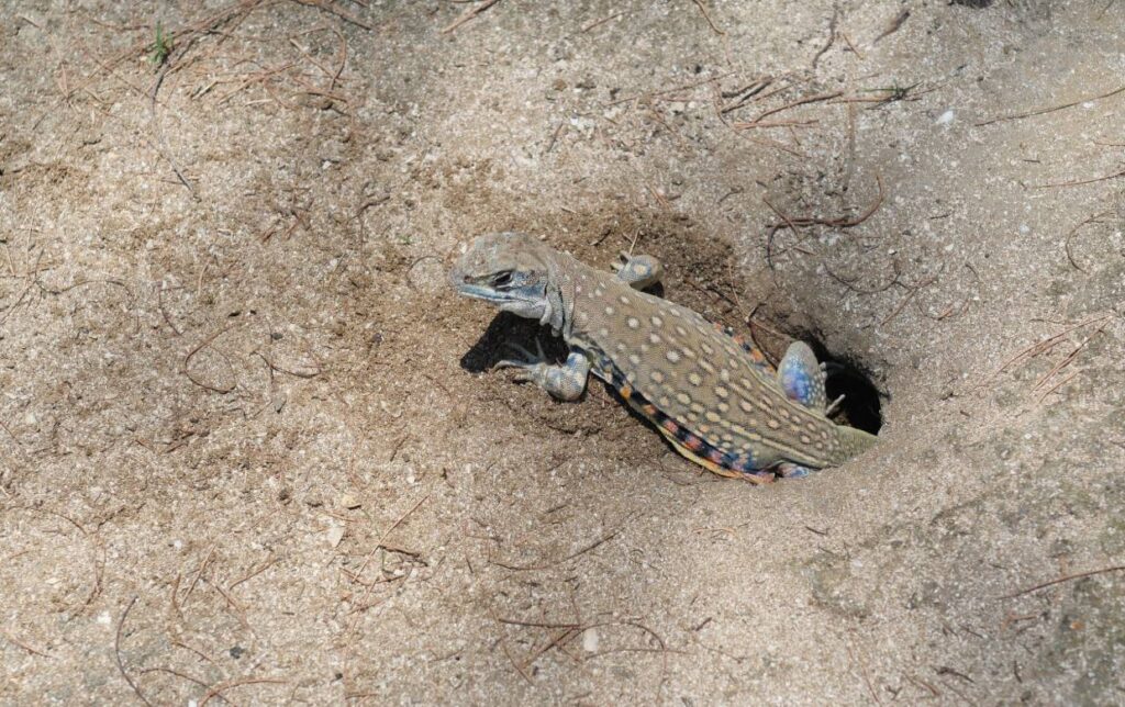 Butterfly Agama on the sand_Anant Kasetsinsombut_Shutterstock
