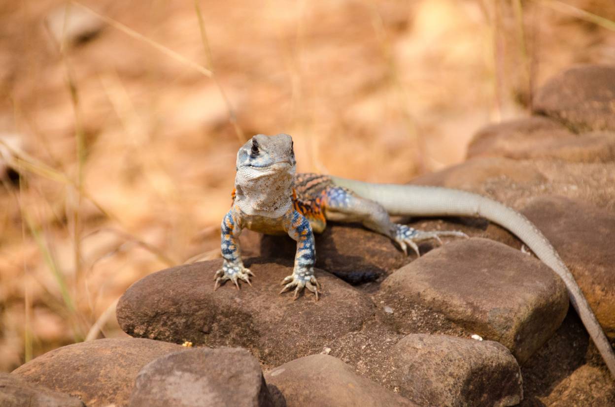 Butterfly Agama_Konjaunt_Shutterstock