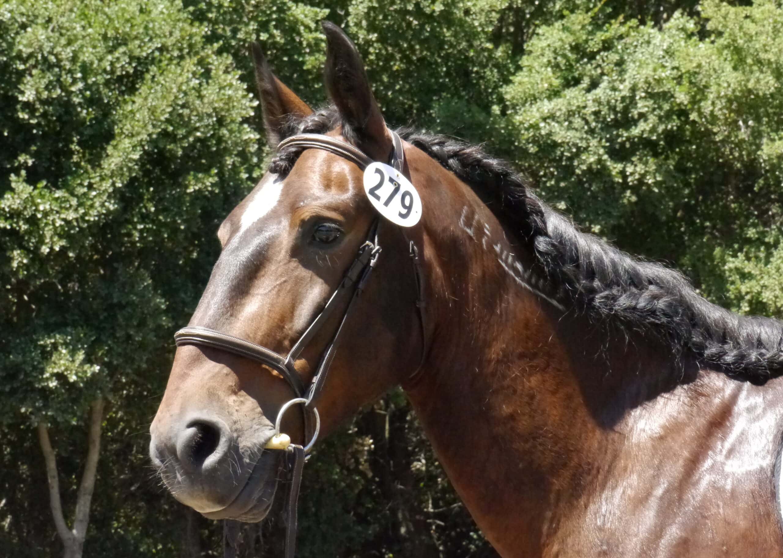 Button Braids by diy horse ownership