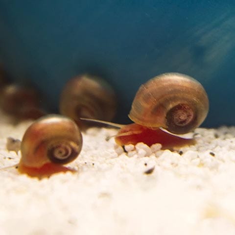 Buyin and a Sellin Ramshorn 6+ Red Snails