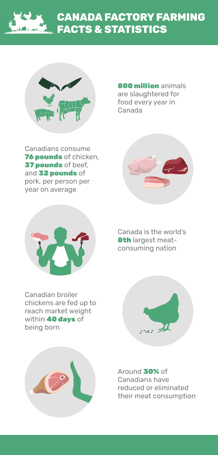 CANADA_FACTORY_FARMING_FACTS_&_STATISTICS