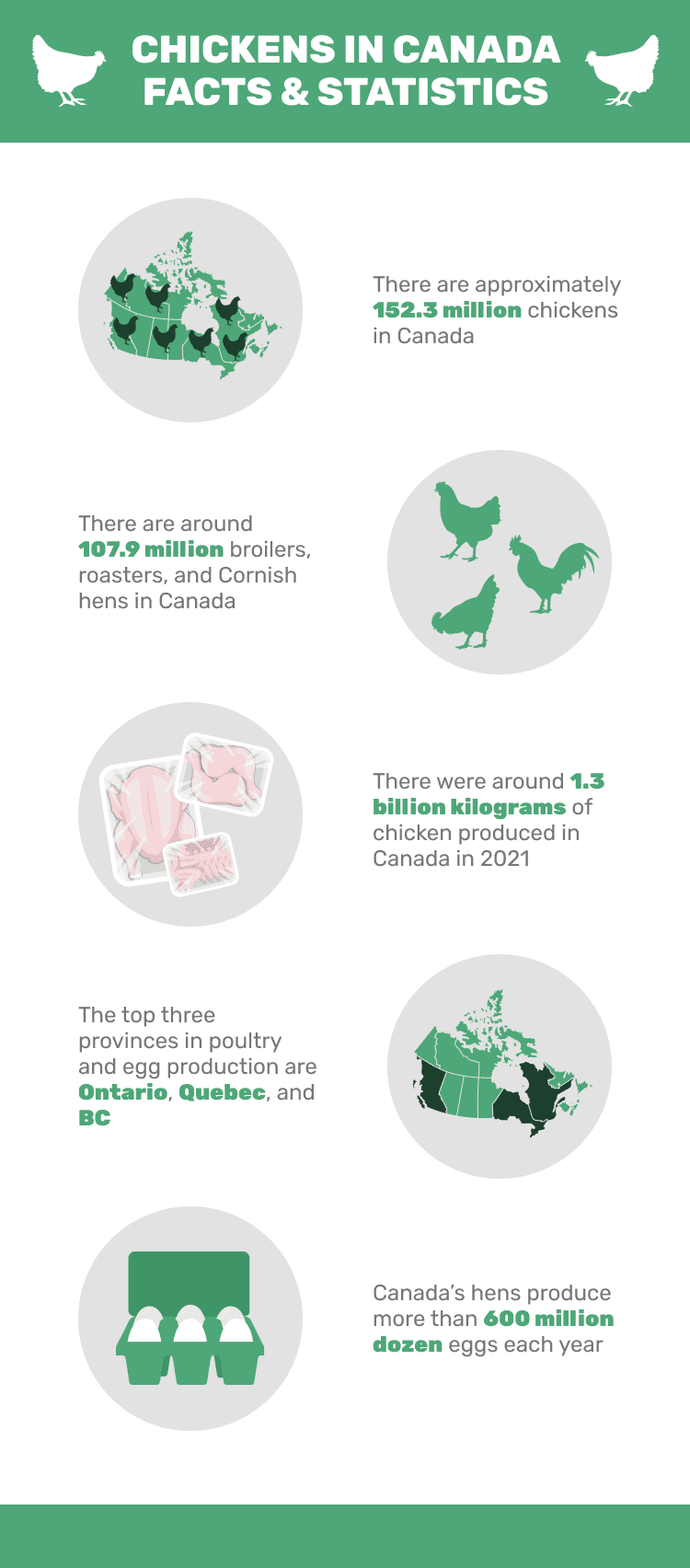 CHICKENS_IN_CANADA_FACTS_&_STATISTICS