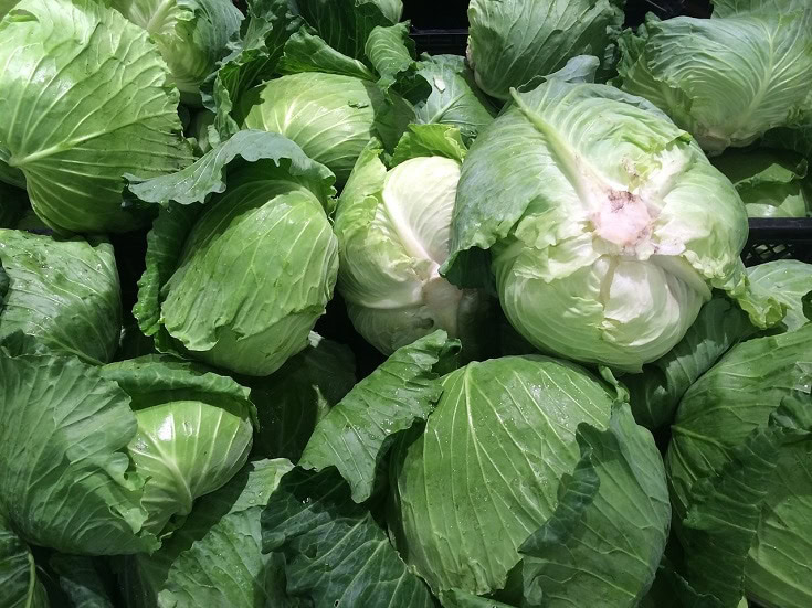 Cabbage
