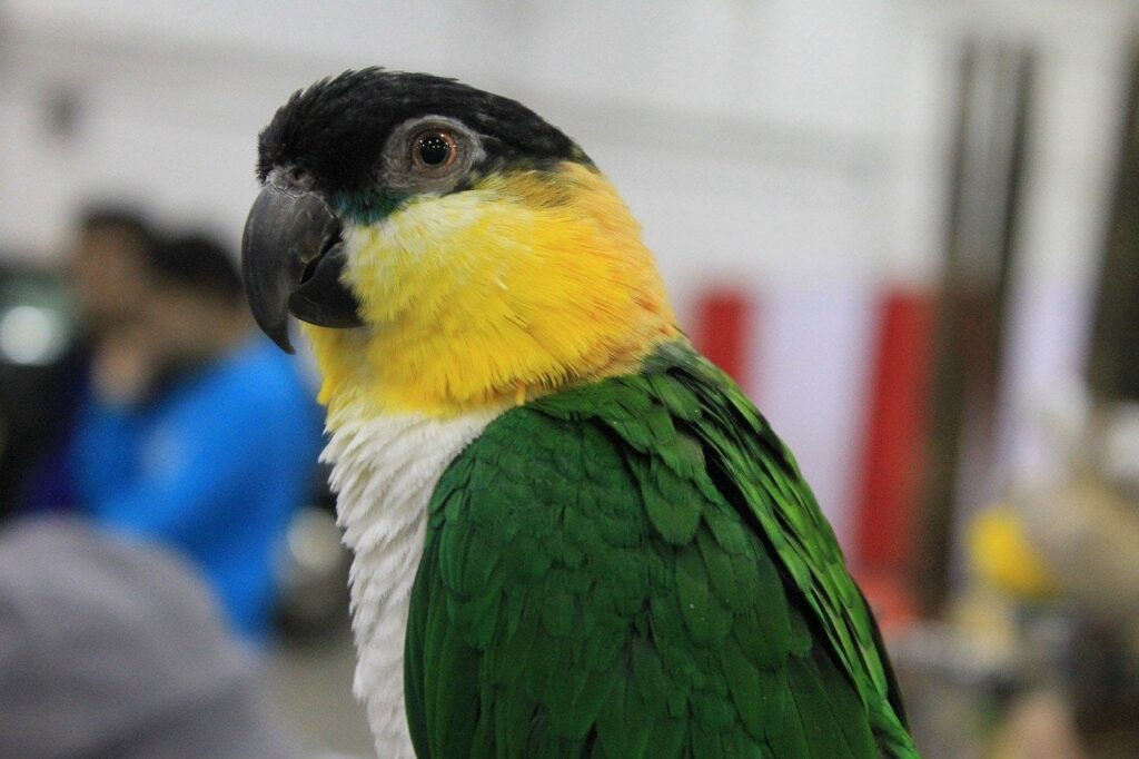 Caique Parrot