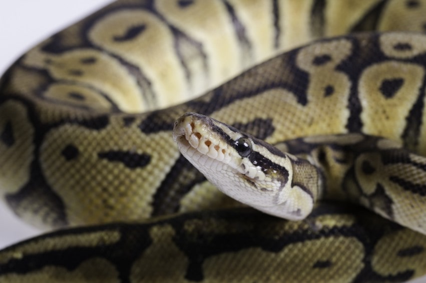 Calico Ball Python