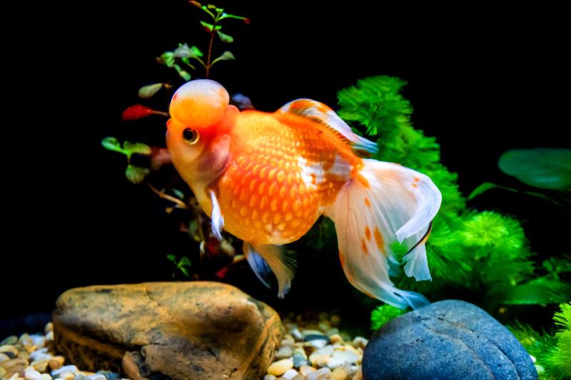 Calico Crown Pearlscale goldfish inside the aquarium