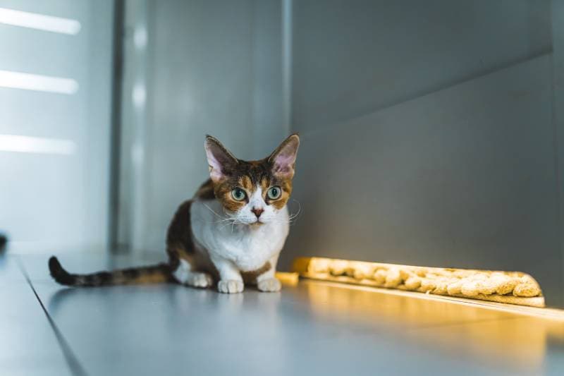 Calico Devon Rex cat sitting on the floor
