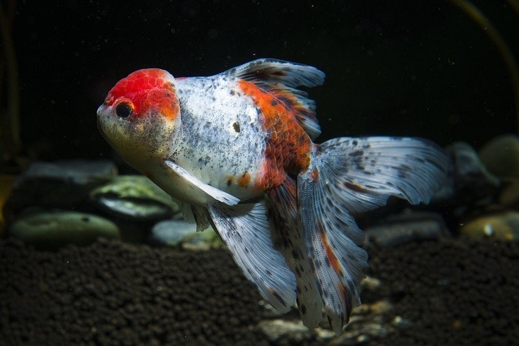 Calico Goldfish