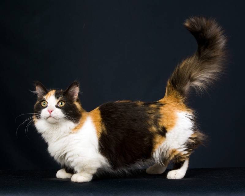 Calico Munchkin on black background
