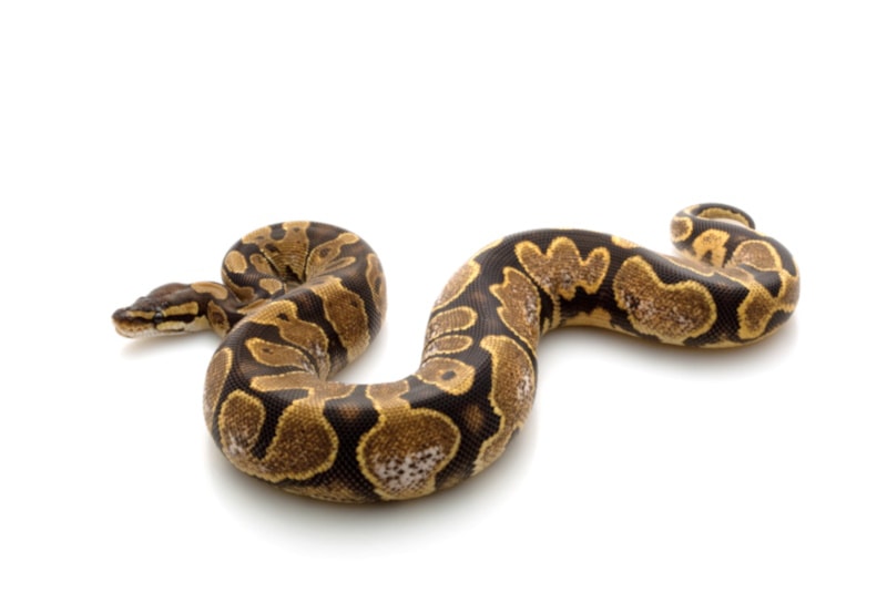 Calico ball python on the ground