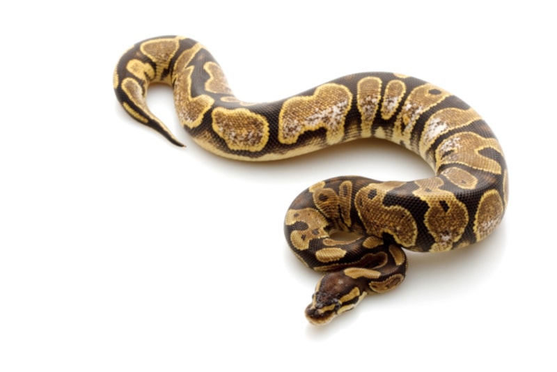 Calico ball python on white background