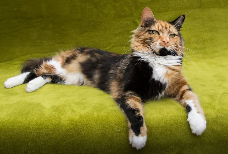 Calico ragdoll cat on the carpet