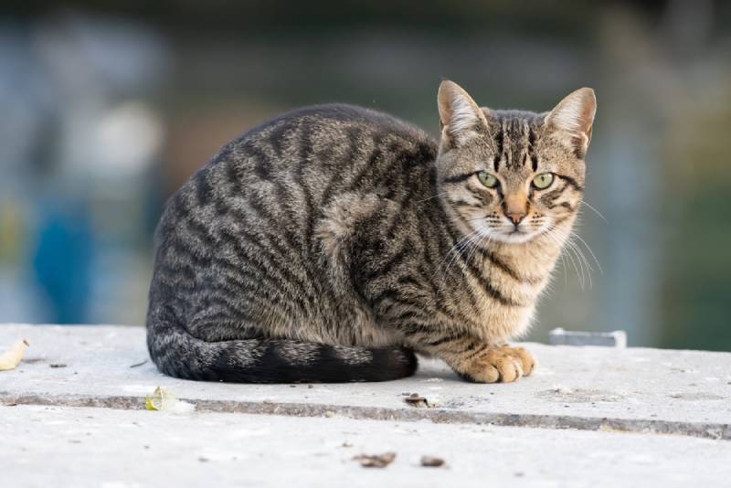 California Spangled cat