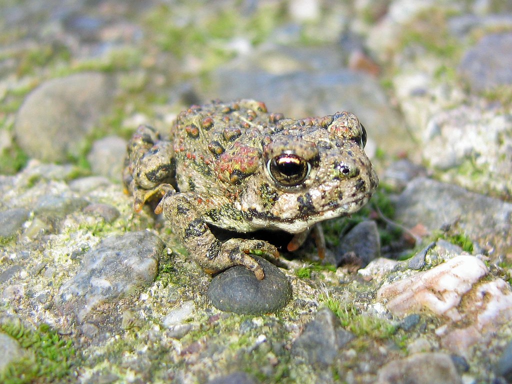 California Toad Bufo boreas halophilus