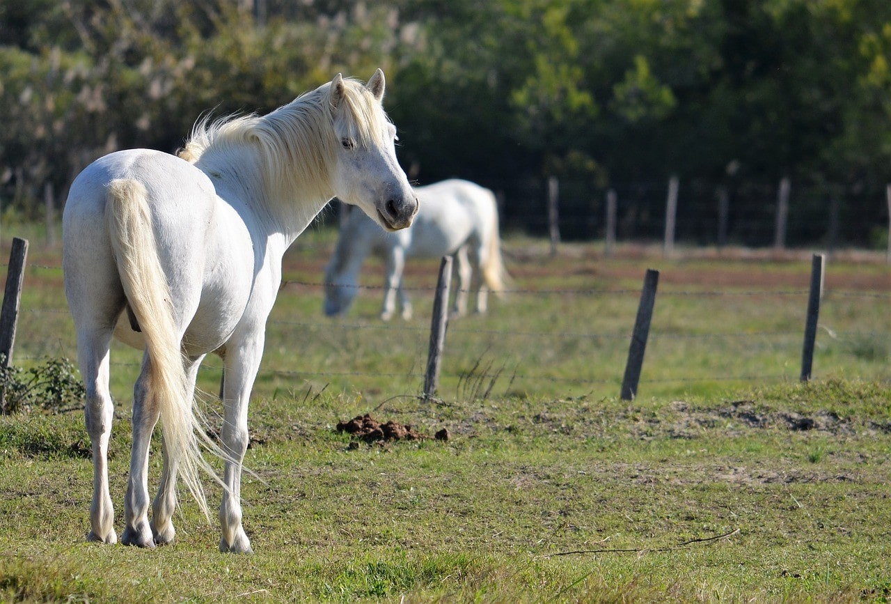 Camargue Horse