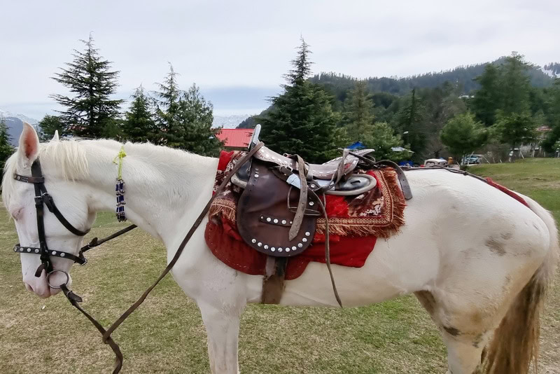 Camarillo White Horse standing on grass field