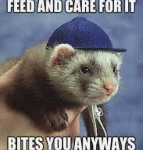 Can Ferret Owners Get a Little Appreciation Around Here