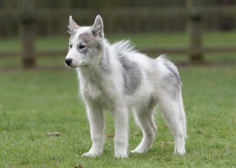 Canadian-Eskimo-Dog_Karen-Appleby_shutterstock