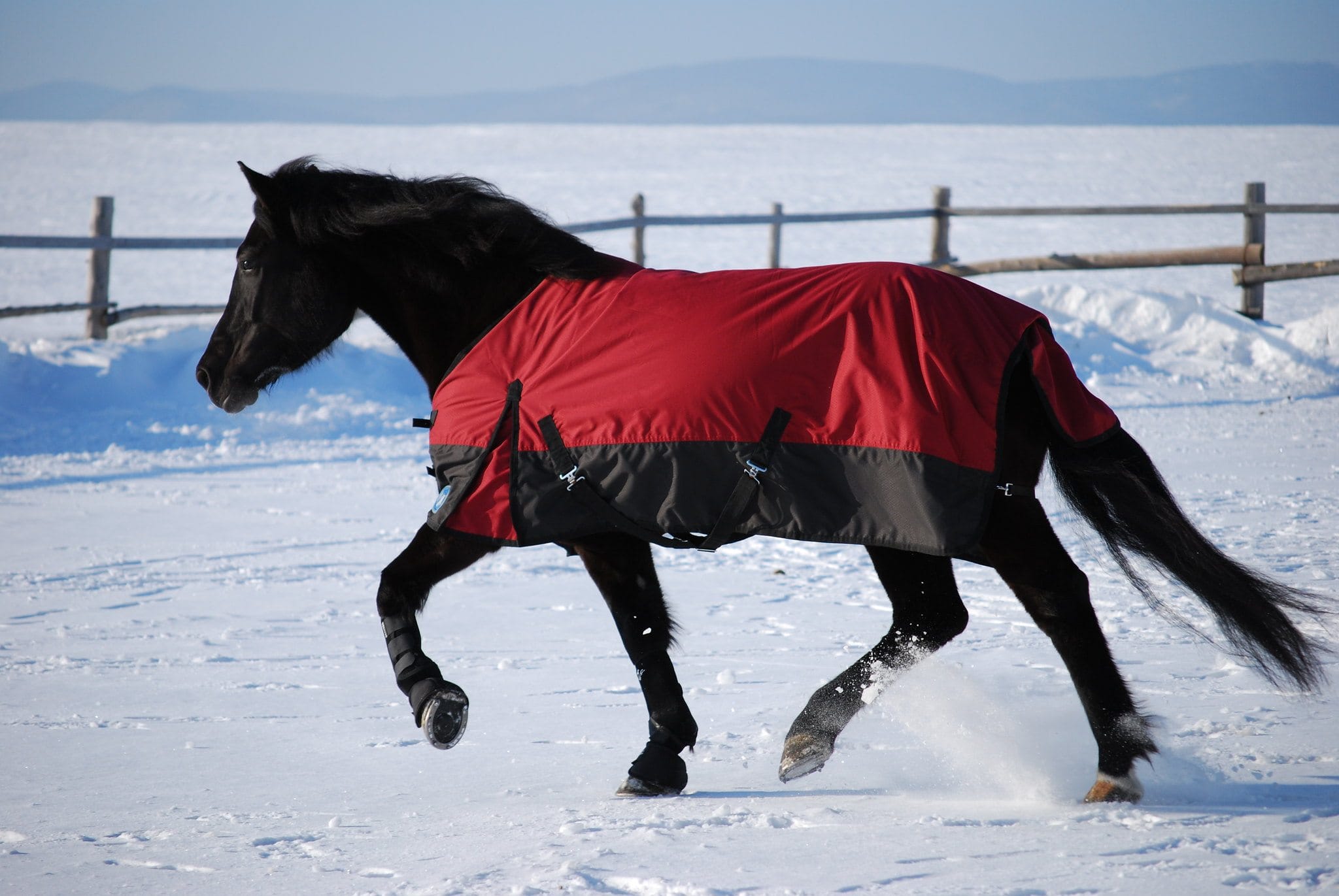 Canadian Horse