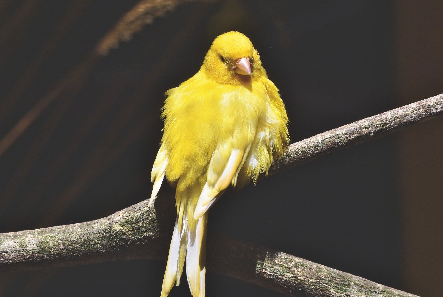 Canaries