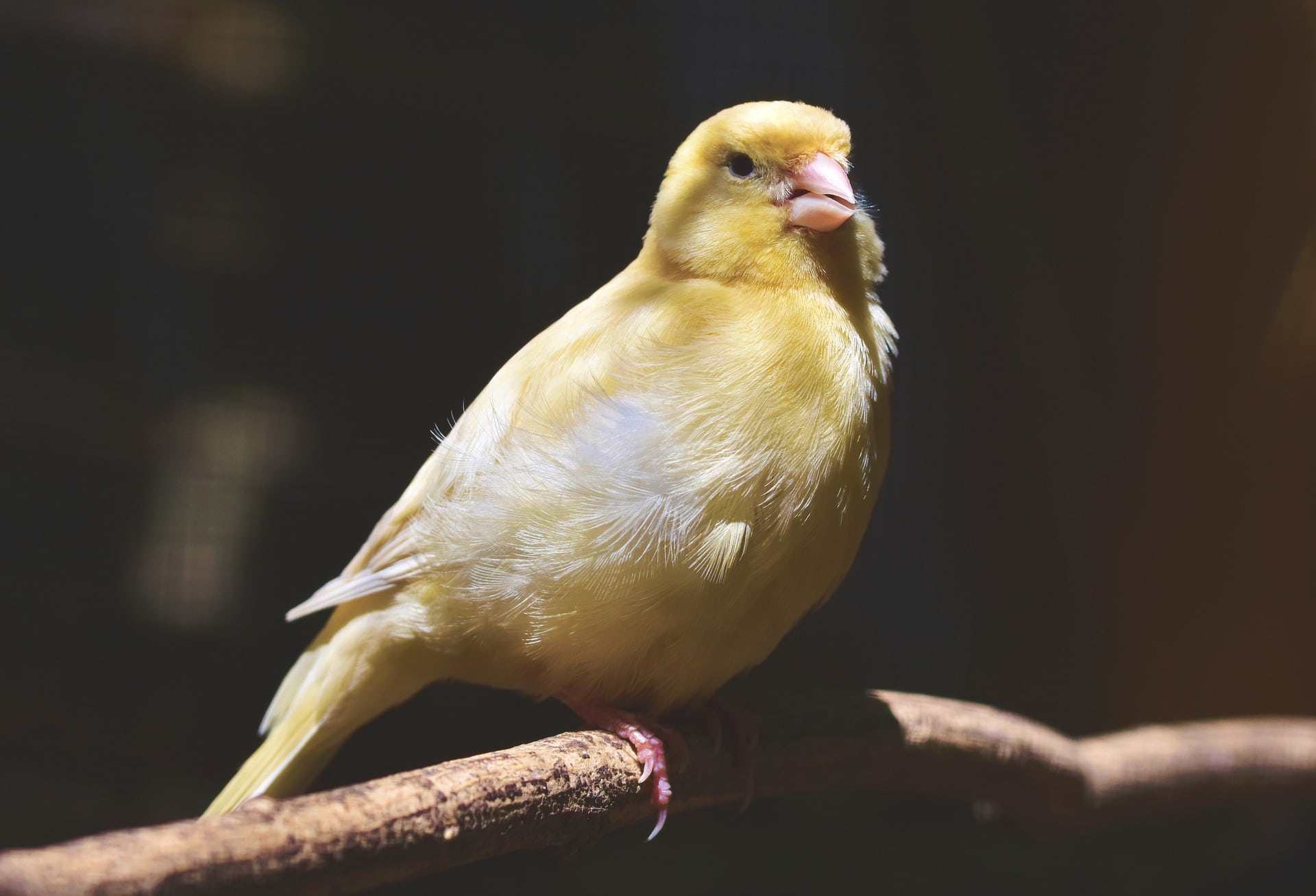 Canarie on branch