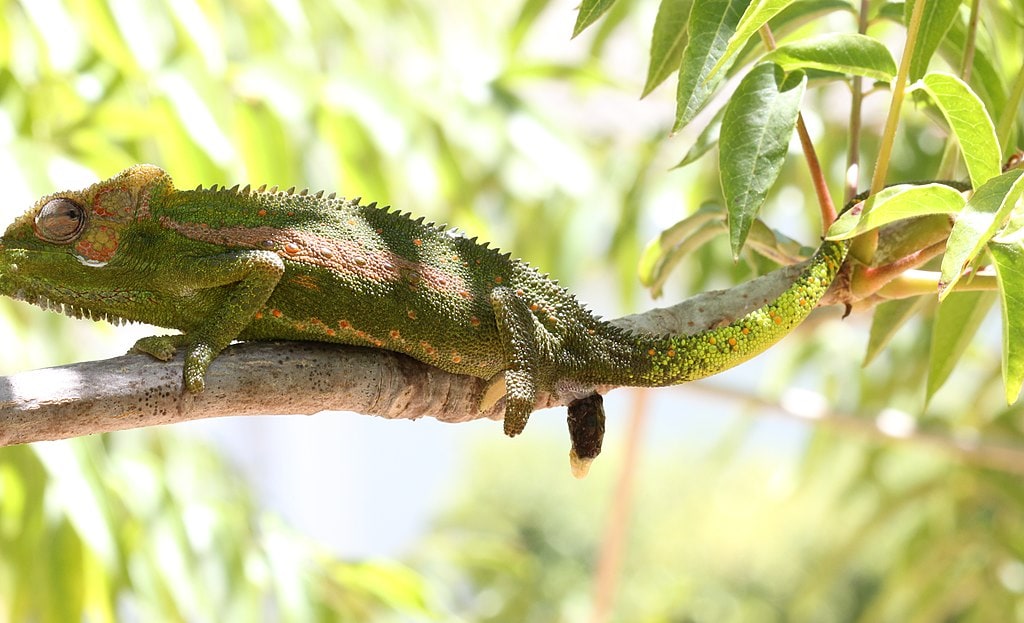 Cape Dwarf Chameleon Bradypodion pumilum