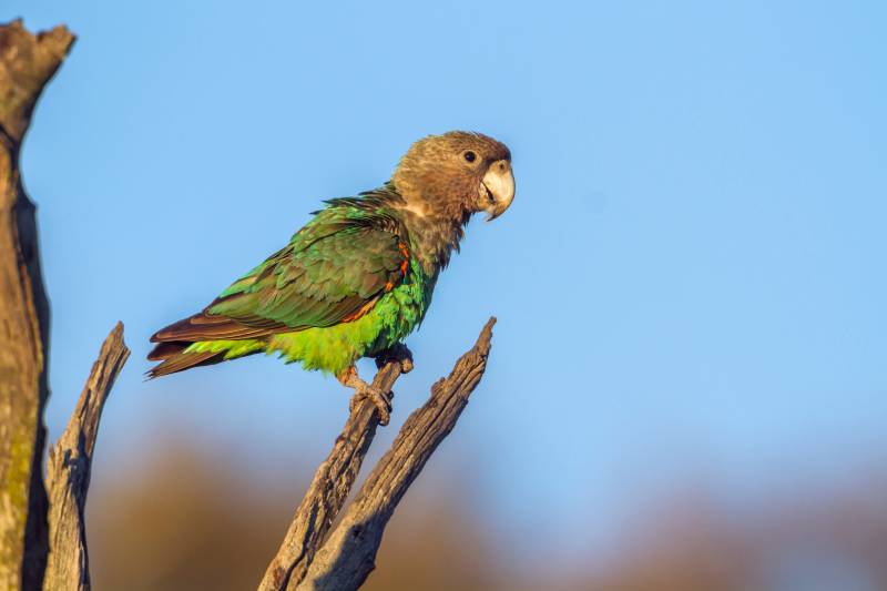 Cape Parrot in Kruger National park