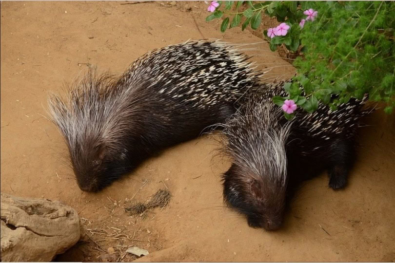 Cape Porcupine