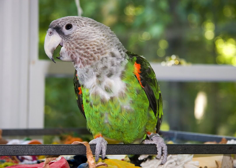 Cape parrot on top of cage