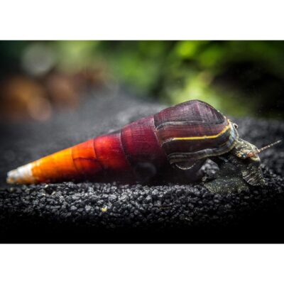 Cappuccino Spike/Black Devil Spike Snails