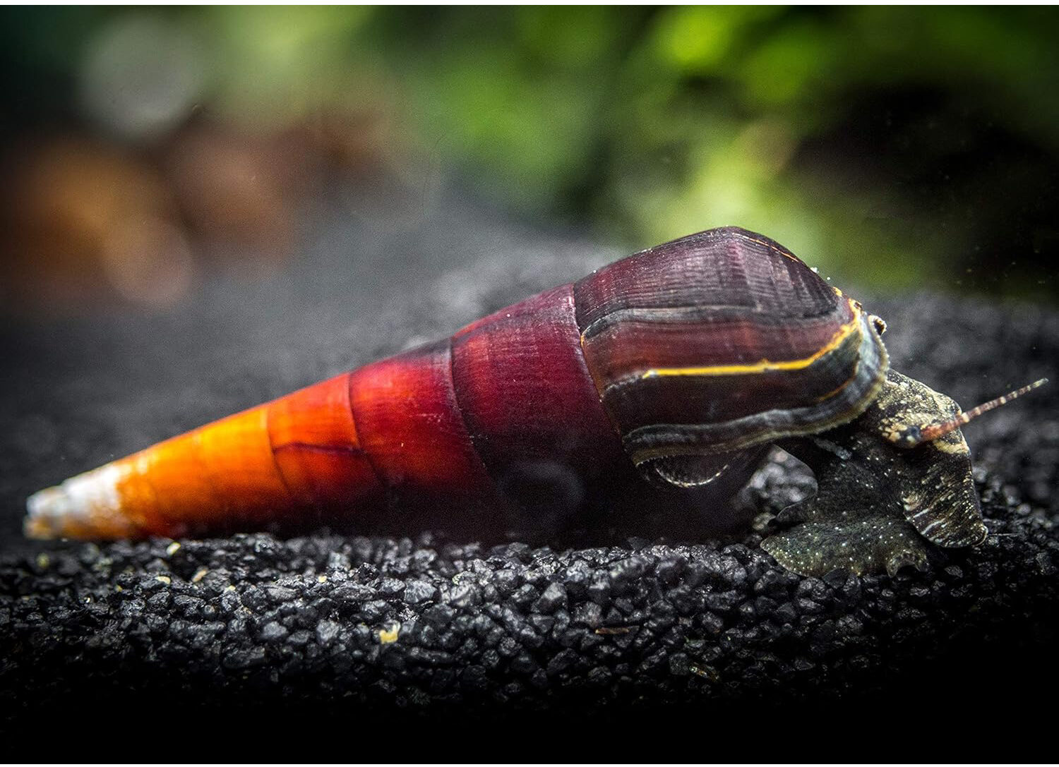 Cappuccino Spike Snail
