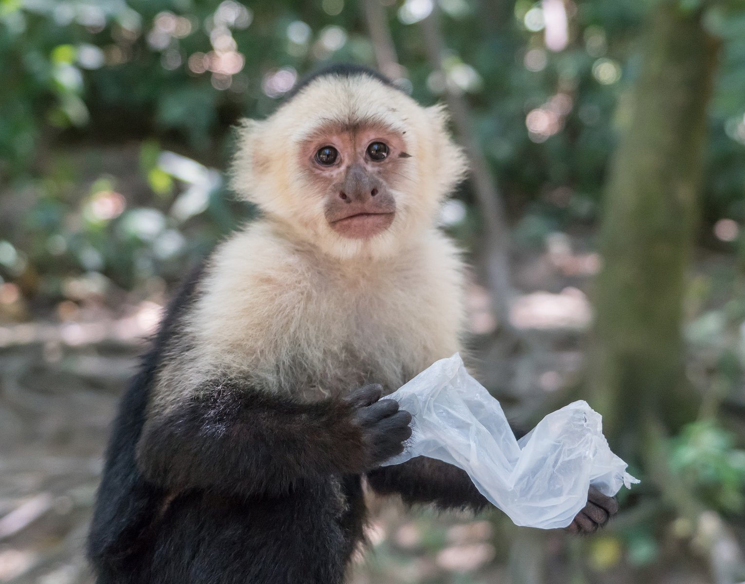 Capuchin Monkey front view
