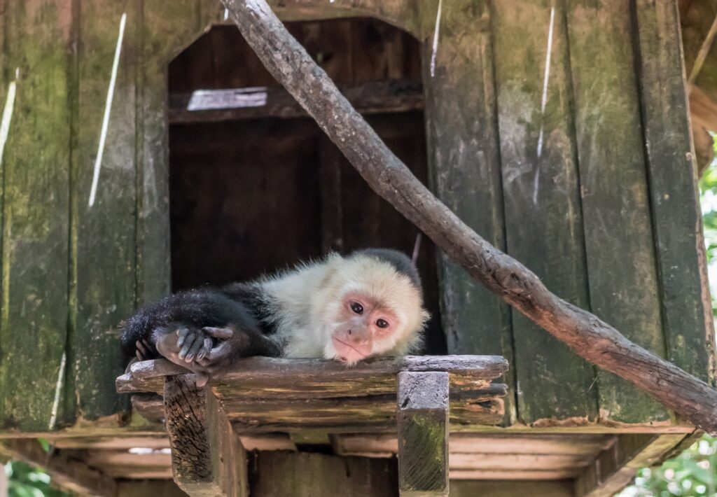 Capuchin Monkey_Pixabay