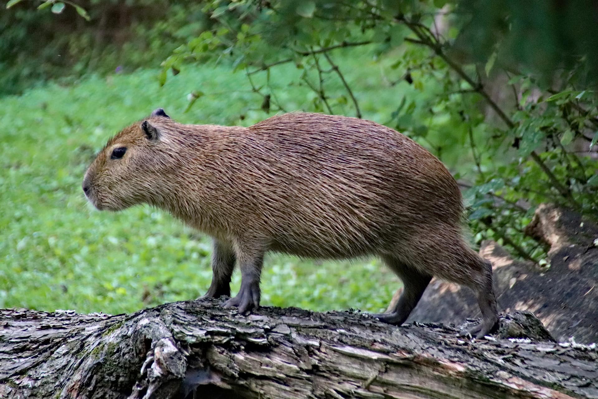 Capybaras In the Wild