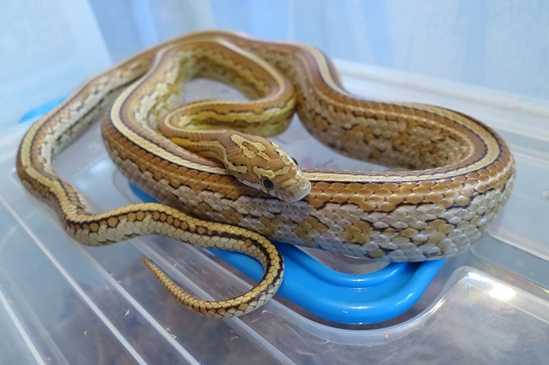 Caramel Corn Snake