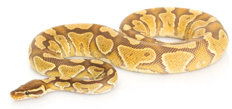Caramel Python on white background