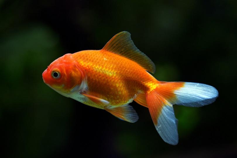 Carassius auratu