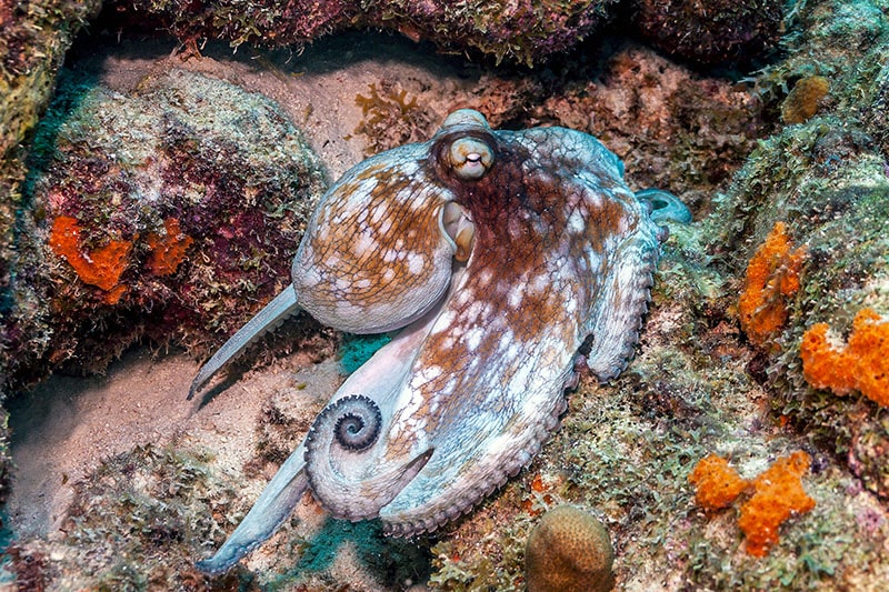 Caribbean reef octopus,Octopus briareus is a coral reef marine animal.