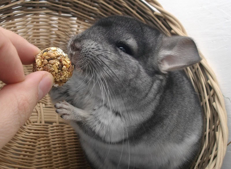 Caring for Chinchillas