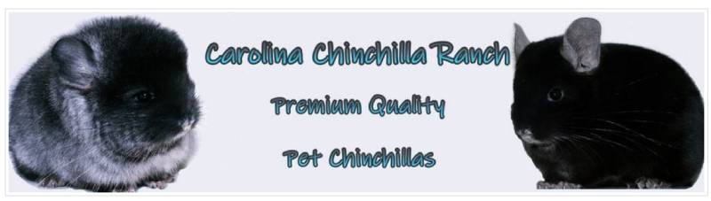 Carolina Chinchilla Ranch