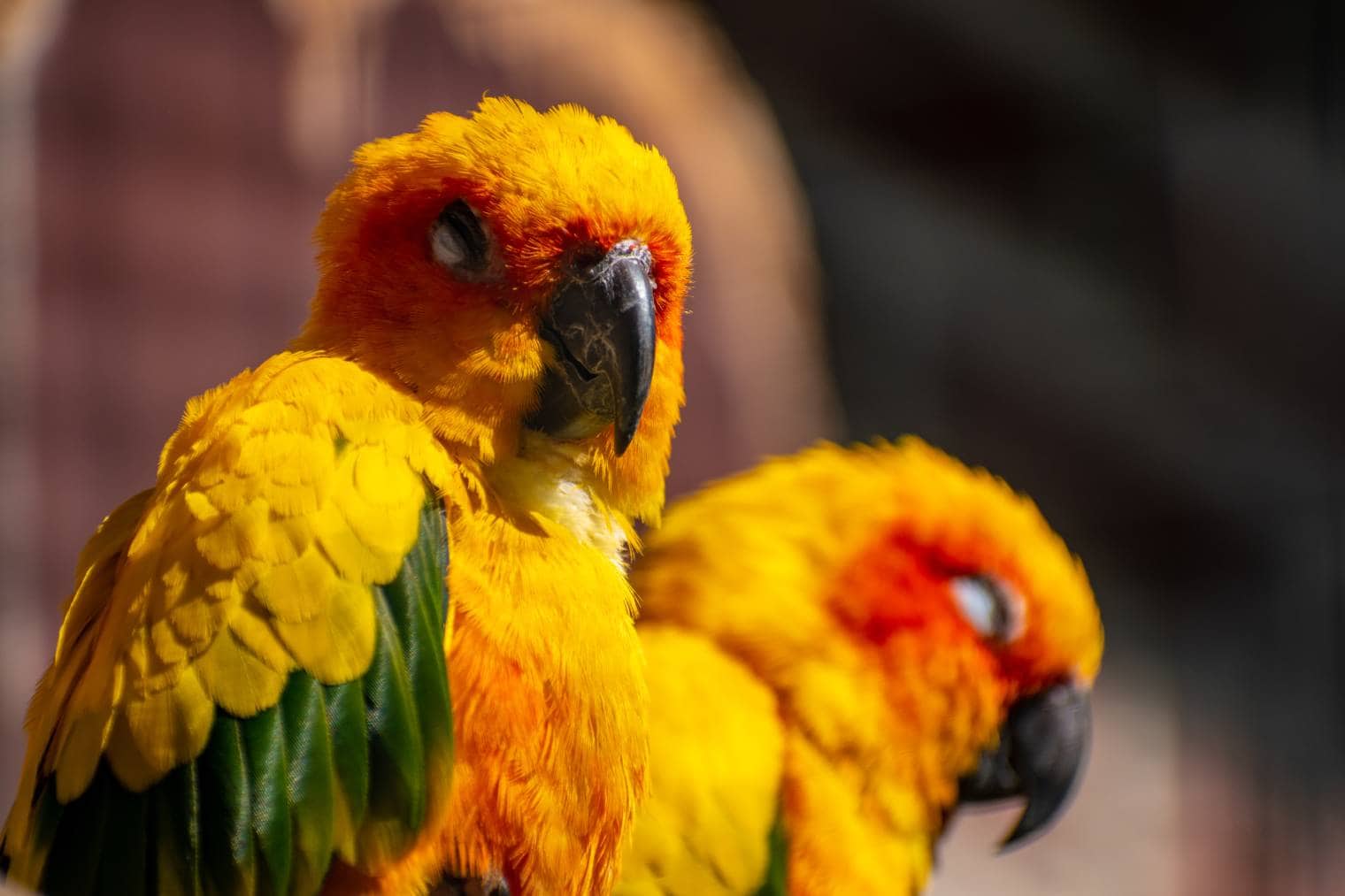 Caroline Parakeet close up_Wirestock Creators_Shutterstock
