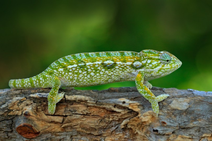 Carpet Chameleons