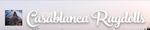Casablanca ragdolls logo