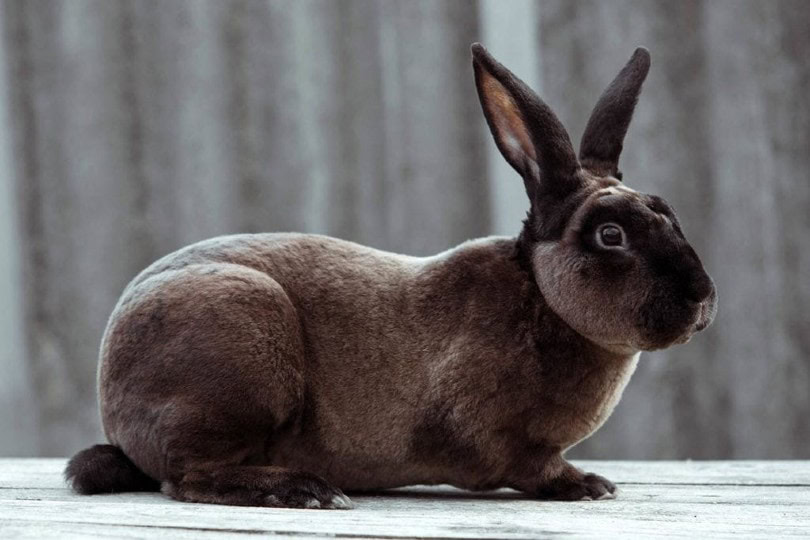 castor rex rabbit