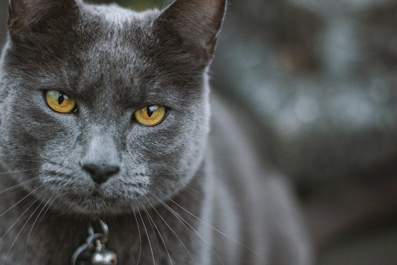 Cat Bell Collar Close up