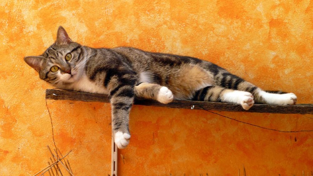 Cat Bridge