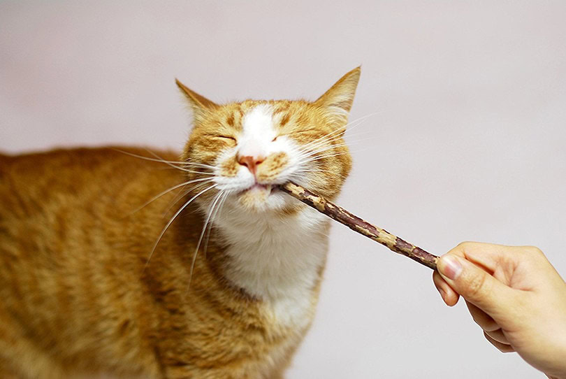 Cat Chewing Toy