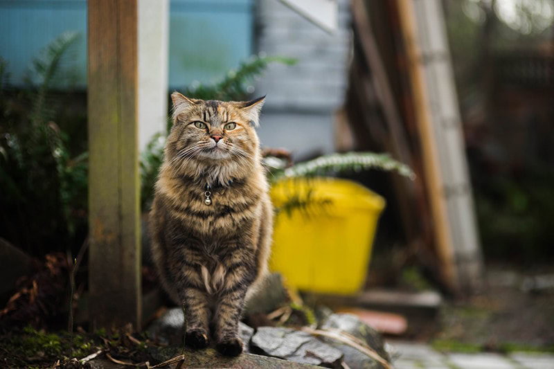 Cat Collar Outside